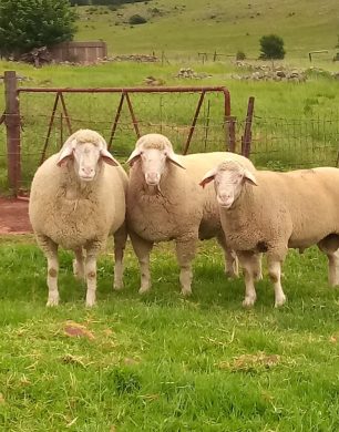 Heritage Lamb - The Farm (5)